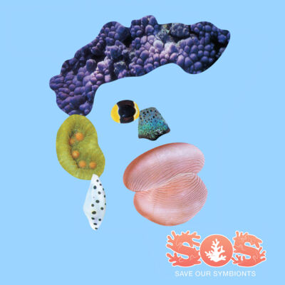 Celia, The Caribbean Thumbnail