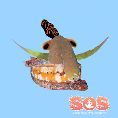 Cyrus, The Caspian Thumbnail