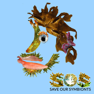 Sol, The South Pacific Thumbnail