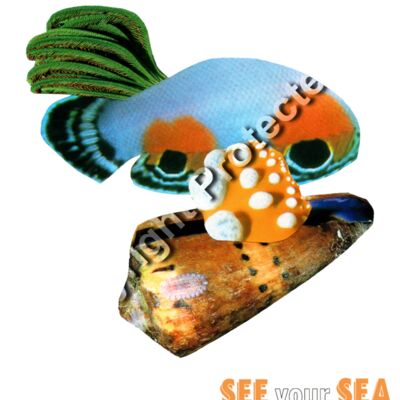 SEE your SEA Thumbnail