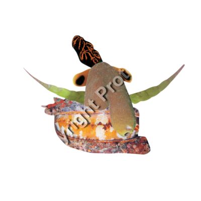 "Cyrus, The Caspian"  Thumbnail