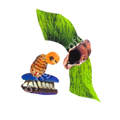 Noll, The Norwegian Thumbnail