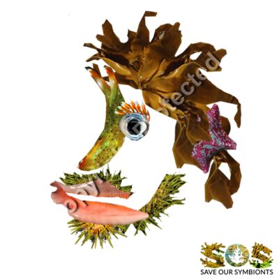 Sol, The South Pacific  Thumbnail