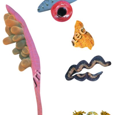 Plato, The Pacific Thumbnail