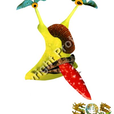 Rashida, The Red Thumbnail