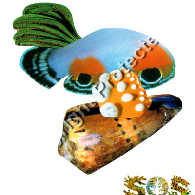 Canaque, The Coral Thumbnail