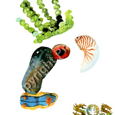 Sido, The Solomon Thumbnail